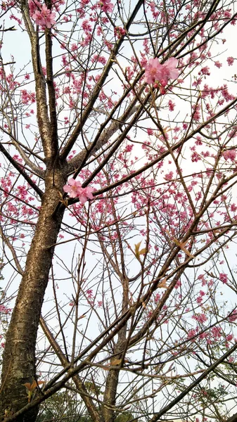 風景木花ピンク — ストック写真