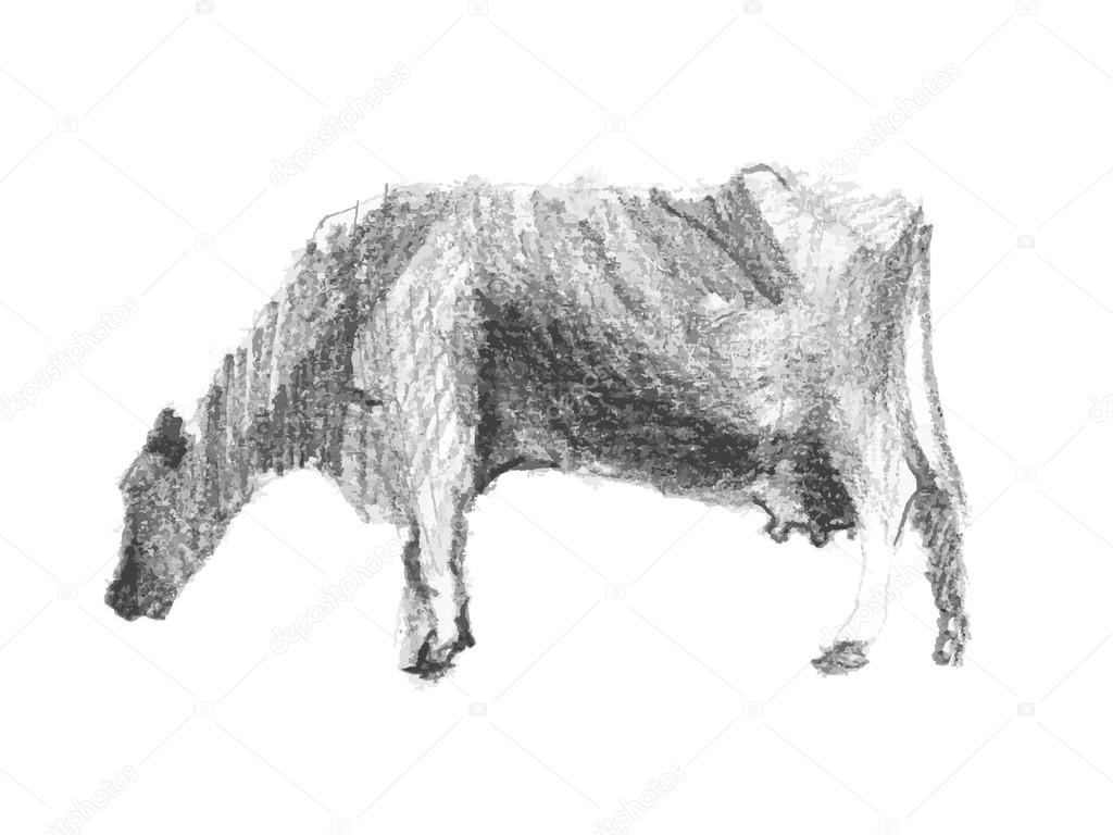 Cow. Vector drawing.