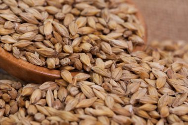 Arpa fasulyesi. Yakın plan malt tozu. Arka planda arpa var. Gıda ve tarım kavramı.