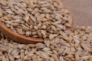 Arpa fasulyesi. Yakın plan malt tozu. Arka planda arpa var. Gıda ve tarım kavramı.