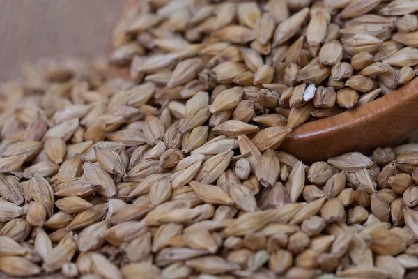 大麦豆だ 麦芽の接近の穀物 バレーは悲しみを背景に 食料と農業の概念 — ストック写真