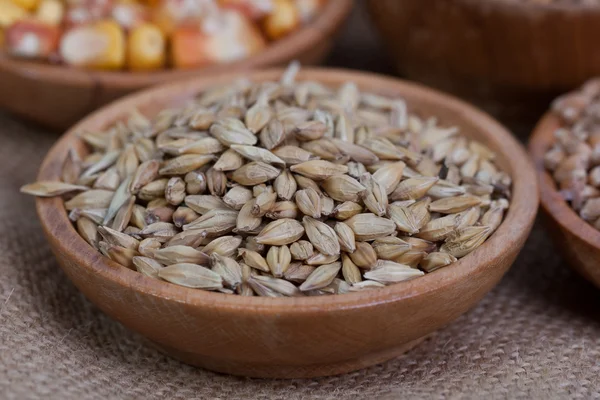 大麦豆だ 麦芽の接近の穀物 バレーは悲しみを背景に 食料と農業の概念 — ストック写真