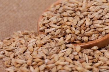 Barley beans in wooden plate. Grains of malt close-up. Barley on sacking background. Food and agriculture concept.