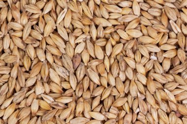Barley beans in wooden plate. Grains of malt close-up. Barley on sacking background. Food and agriculture concept.