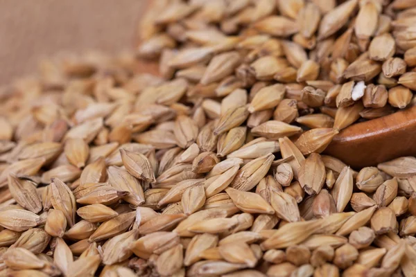 Barley beans in wooden plate. Grains of malt close-up. Barley on sacking background. Food and agriculture concept. — Stockfoto