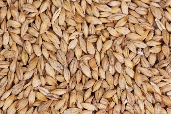 Barley beans in wooden plate. Grains of malt close-up. Barley on sacking background. Food and agriculture concept. — ストック写真