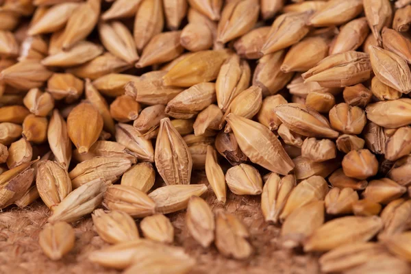 Barley beans in wooden plate. Grains of malt close-up. Barley on sacking background. Food and agriculture concept. — Stok fotoğraf