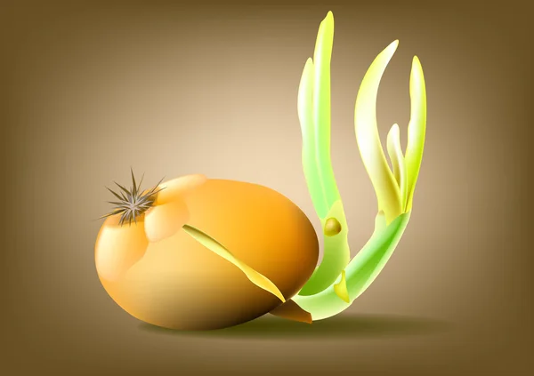 Kuru soğan