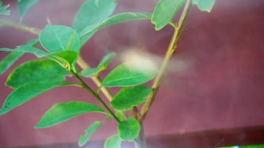 Karmaşık ağlı büyük çadır örümceğini ortaya çıkarmak için odaklan, Avustralya