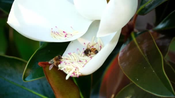 Крупным планом, многочисленные европейские пчелы садятся в большой белый цветок, собирая пыльцу — стоковое видео