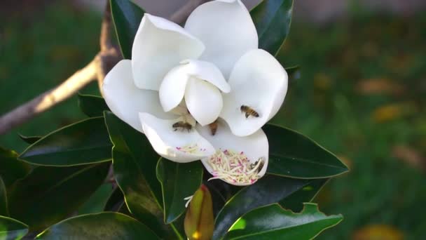European honey bees collect pollen from large white Magnolia flower in backyard — Stock Video