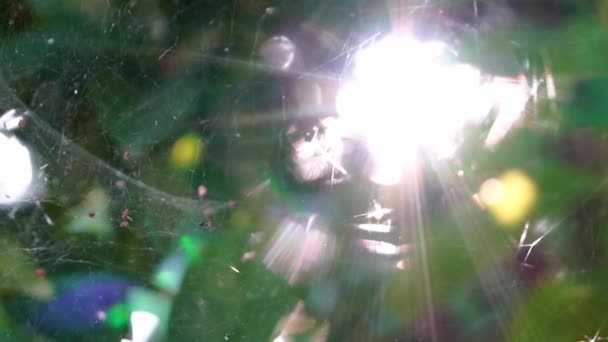 Razele de lumină solară strălucesc prin frunze și pânză complicată de păianjen, mișcare lentă — Videoclip de stoc