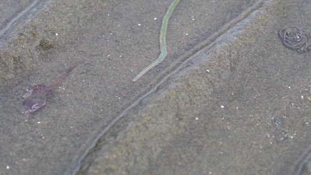 Green Paddle Worm, Phyllodoce novaehollandia, native to Australia, closeup — Video