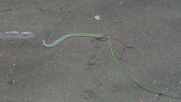 Long Green Paddle Worm crawls past sea slug in shell on sandflat, close up — Vídeo de stock