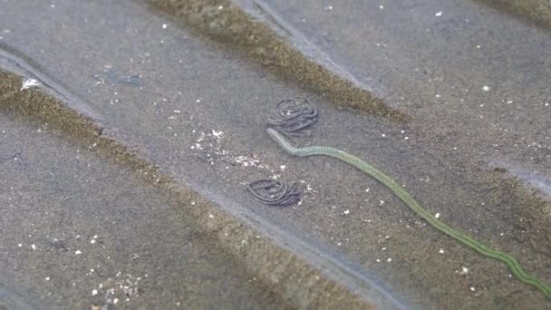Green paddle worm Phyllodoce novaehollandia hunts for food at low tide, closeup — Vídeo de stock