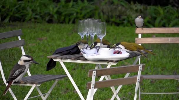Kookaburra and other birds eat left over food on outdoor table — стоковое видео