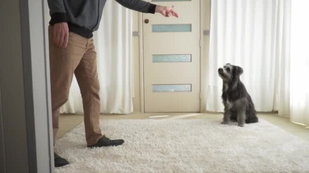 Man trains dog to perform the Bang. Youre dead trick at home, slow motion — Stock Video