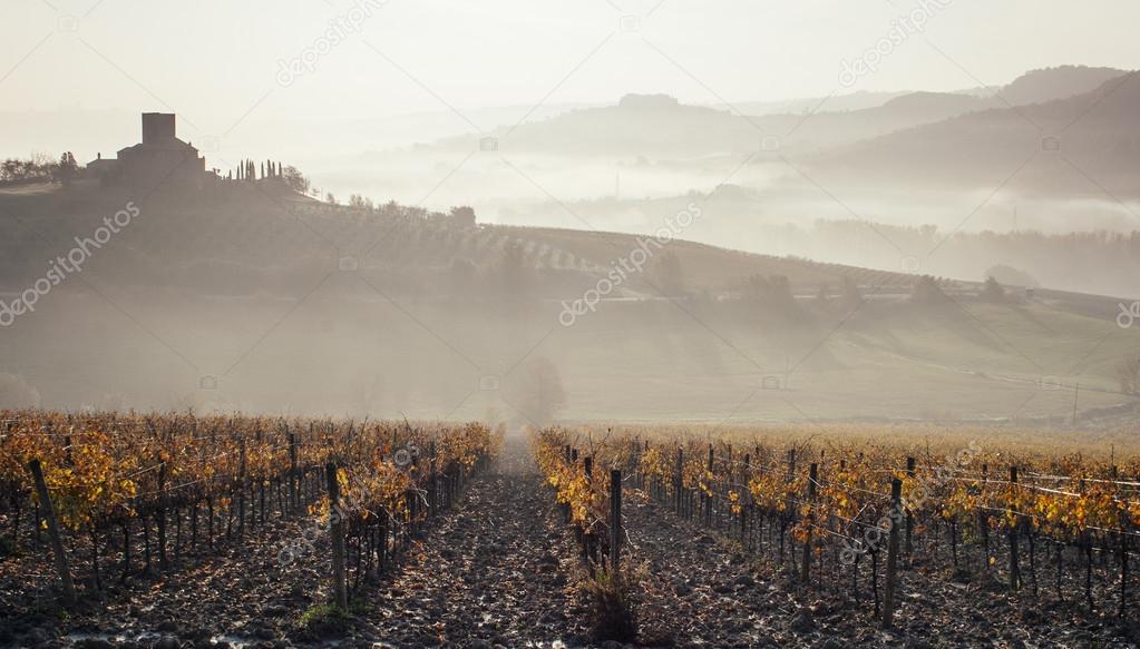 Tuscany vineyard, fog landscape
