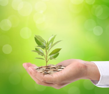 Para sikke büyüyen bitki kavramı