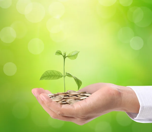 Concept of money plant growing from coins — Stock Photo, Image