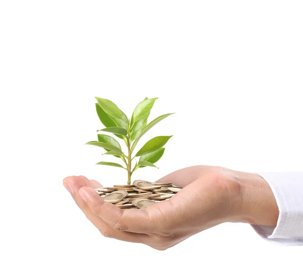 Concept of money plant growing from coins — Stock Photo, Image