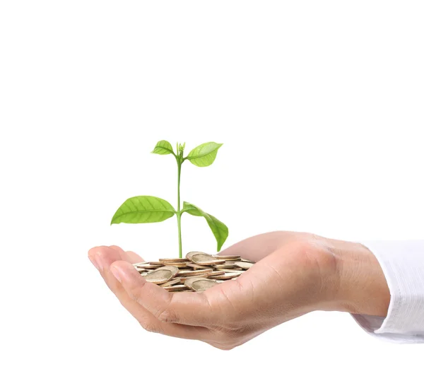 Concept of money plant growing from coins — Stock Photo, Image