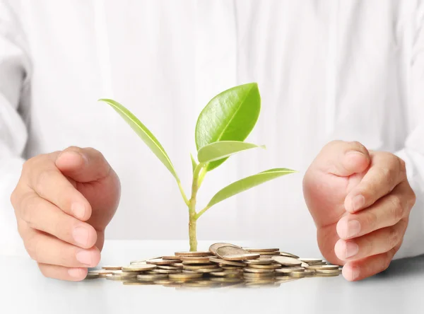 Concept of money plant growing from coins — Stock Photo, Image