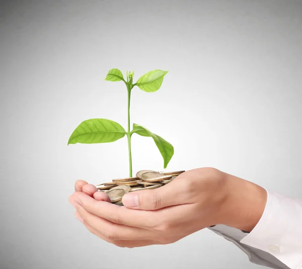 Pojmu peníze rostlina rostoucí z mince — Stock fotografie