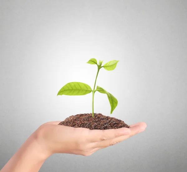 Planta creciendo en la mano —  Fotos de Stock