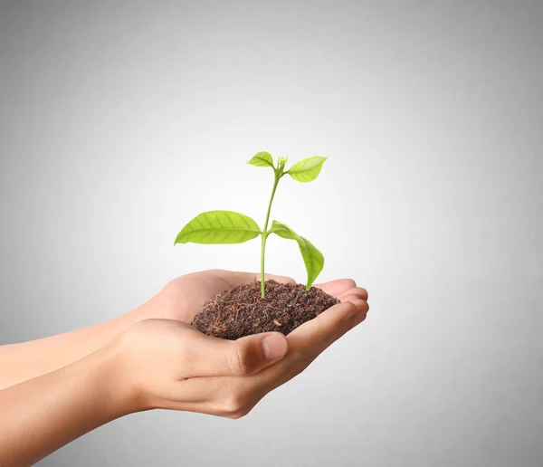 Plant growing  in hand Stock Picture