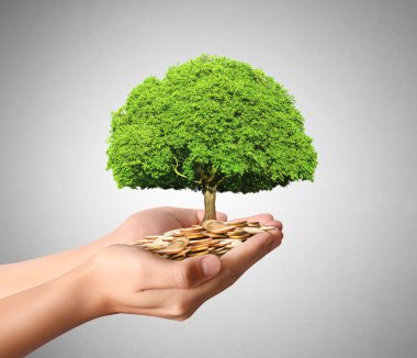 para sikke elinde büyüyen bitki 