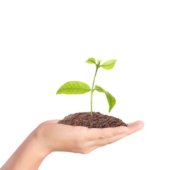 Planta que cresce na mão — Fotografia de Stock