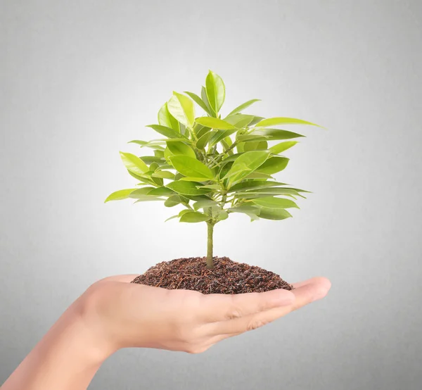 Planta creciendo en la mano —  Fotos de Stock