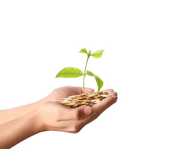 Money plant growing from coins in hand — Stock Photo, Image