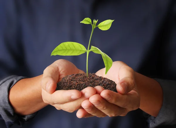 Plant groeit in de hand — Stockfoto