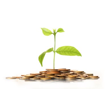 altın sikke üzerinde yeşil bitki 