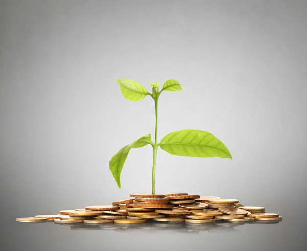 Green plant on  gold coins — Stock Photo, Image