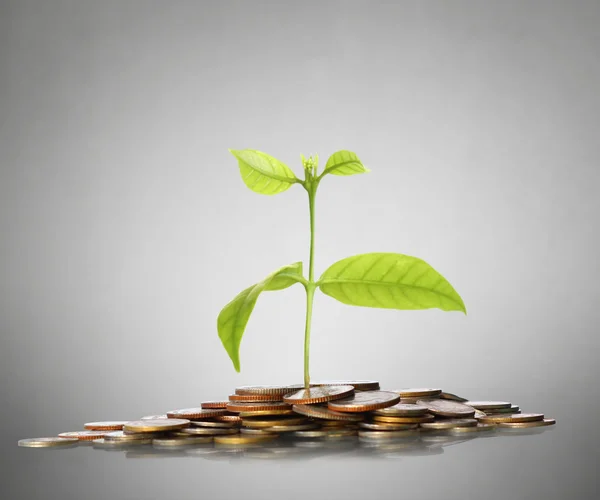 Green plant on  gold coins — Stock Photo, Image