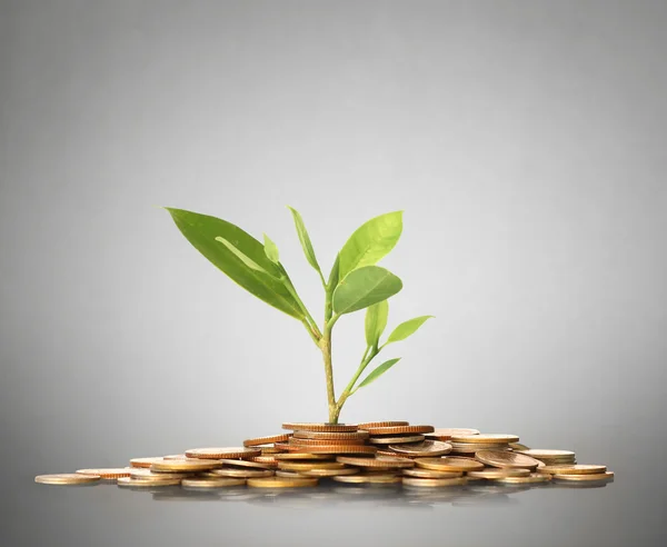 Green plant on  gold coins — Stock Photo, Image