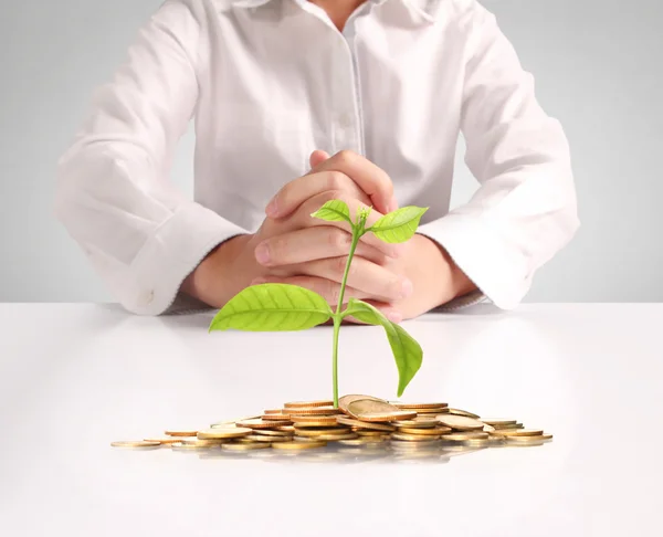 コインから成長しているお金の植物の概念 — ストック写真