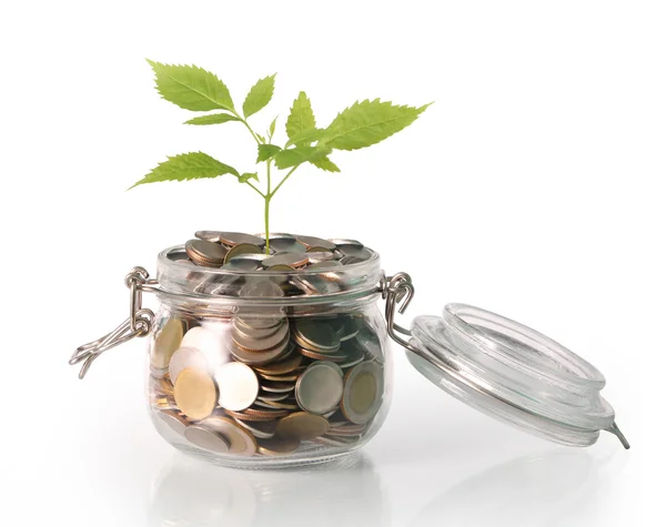 Sprout growing on glass piggy bank — Stock Photo, Image