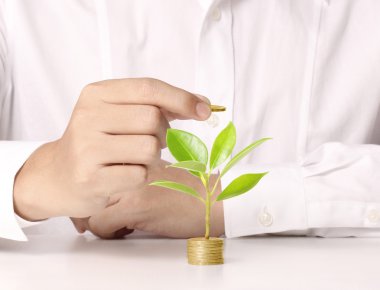 altın sikke üzerinde büyüyen ağaç tutan el