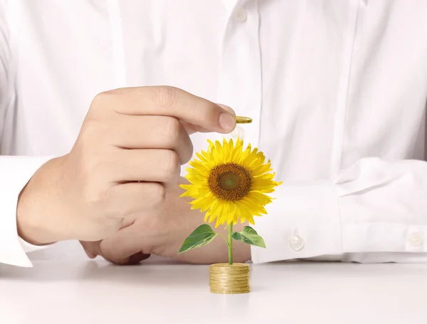 Hand hält Baum, der auf Goldmünzen wächst — Stockfoto