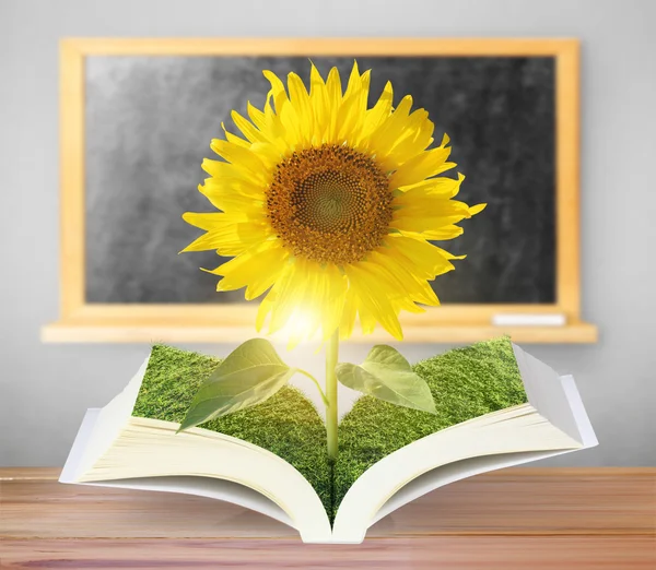 Open sun flowers growing book — Stock Photo, Image