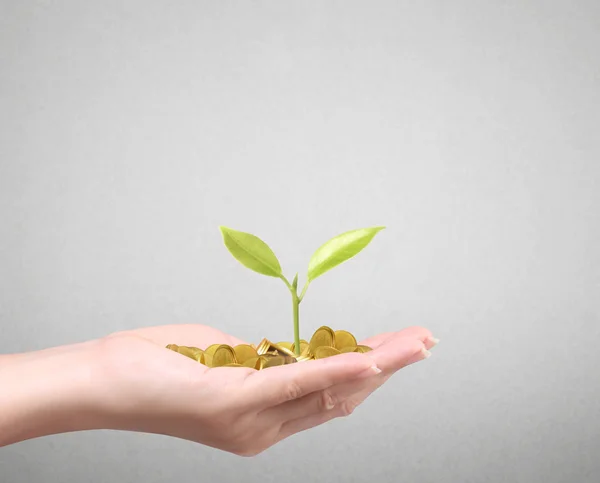 Hand met boom groeien op gouden munten — Stockfoto