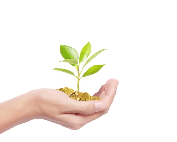 Hand holding tree growing on golden coins — Stock Photo, Image