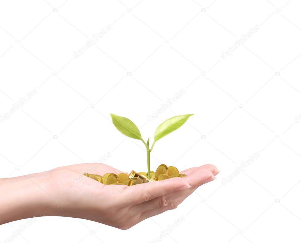 Hand holding tree growing on golden coins