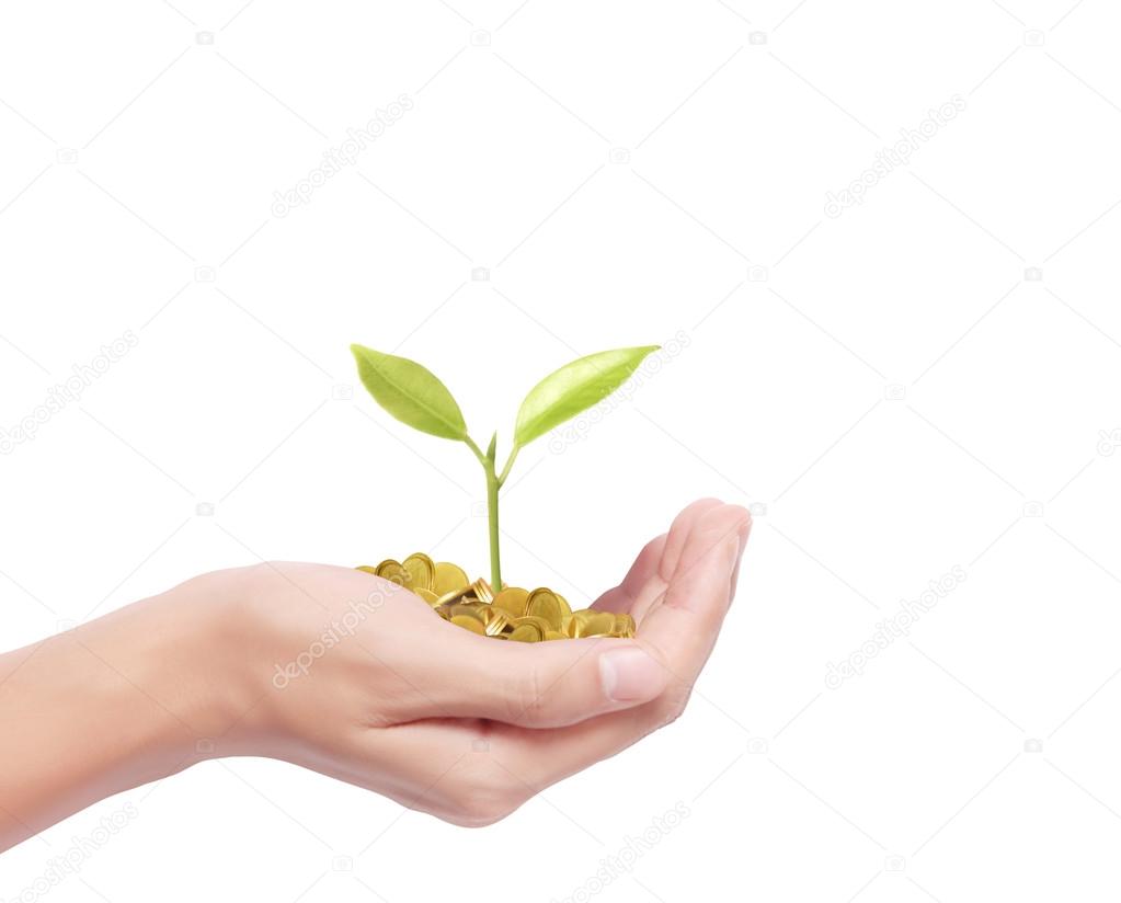 Hand holding tree growing on golden coins