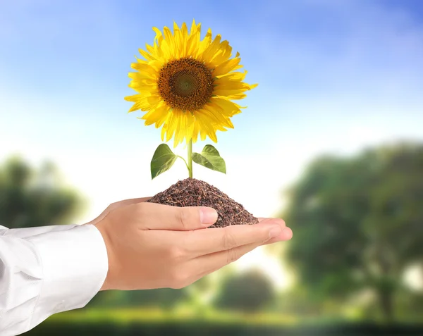 Hand holding sun flower — Stock Photo, Image