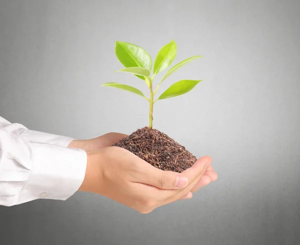 Pflanze in der Hand — Stockfoto